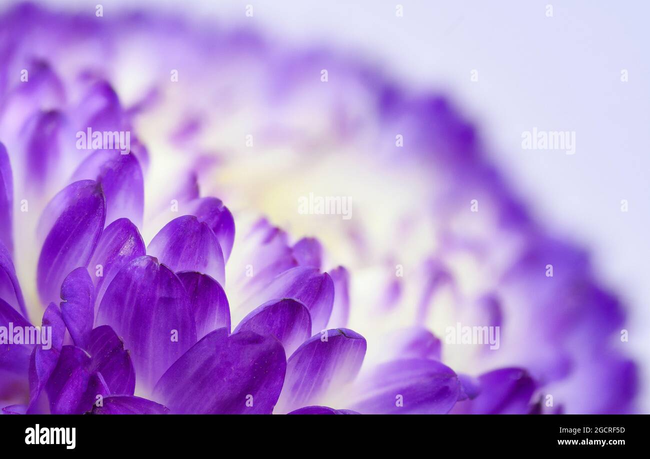 Close up of the flowerhead of an Aster flower Stock Photo