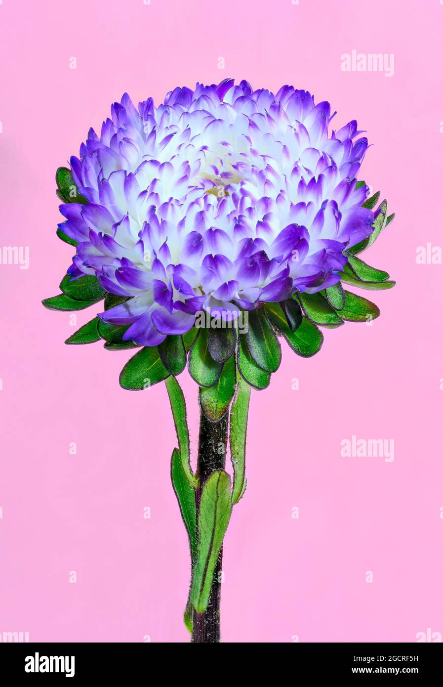 A variety of purple Aster photographed against a plain pink background Stock Photo