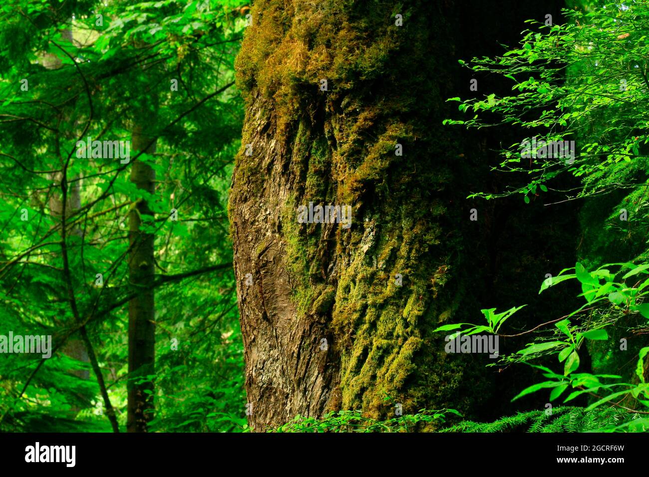 a exterior picture of an Pacific Northwest forest with ferns Stock Photo