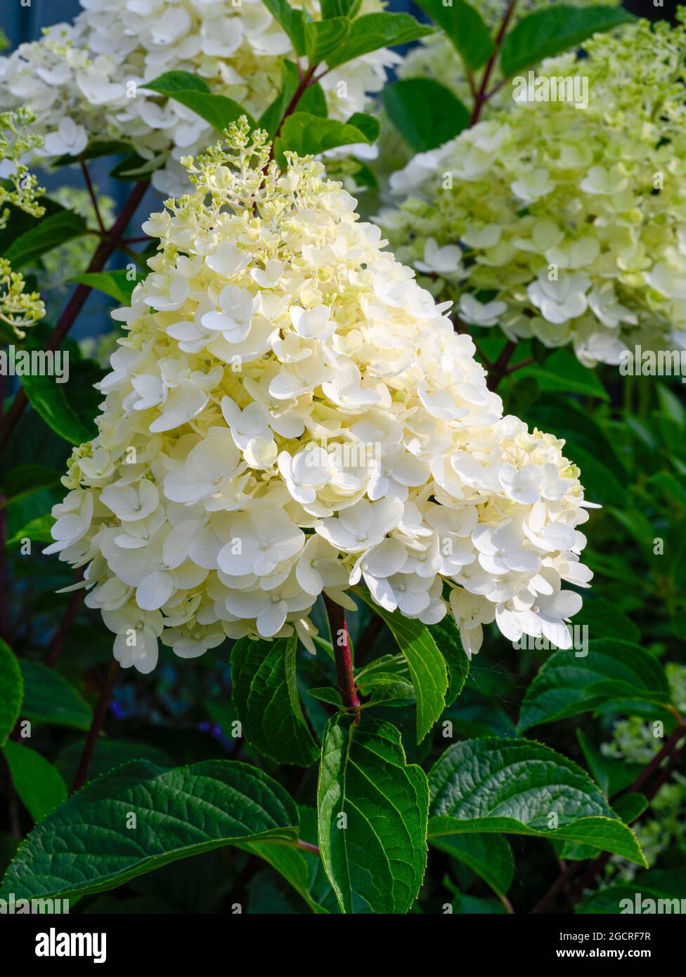 Beautiful white Limelight Hydrangea flower with a dramatic conical shape Stock Photo