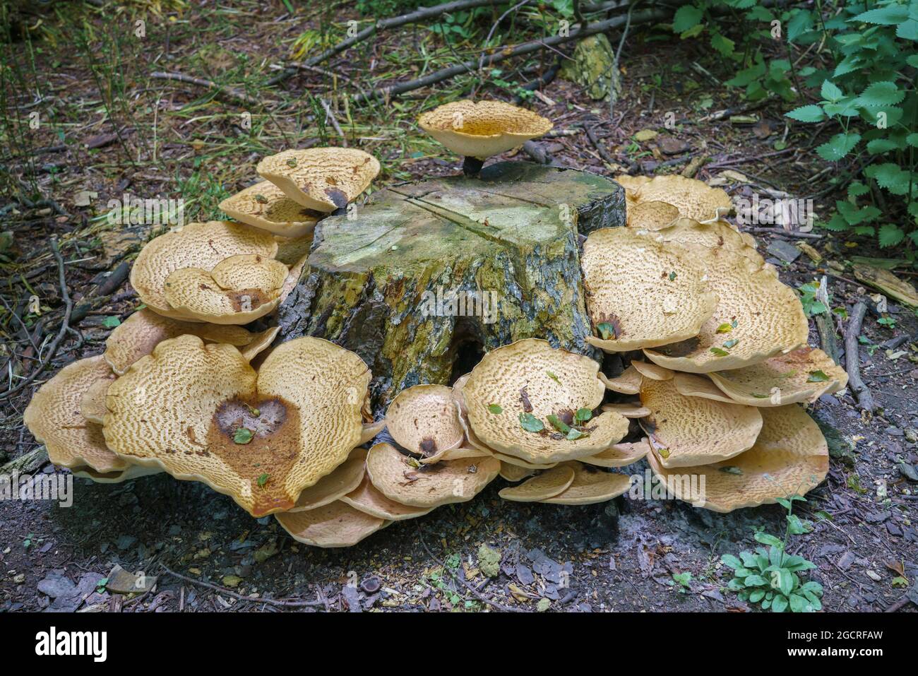 Cerioporus squamosus aka Polyporus squamosus is a basidiomycete bracket fungus, with common names including dryad's saddle &  pheasant's back mushroom Stock Photo