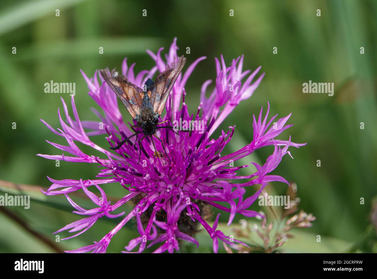 a six spot burnet moth (Zygaena filipendulae) feeding on a beautiful pink greater knapweed (Centaurea scabiosa) flower Stock Photo