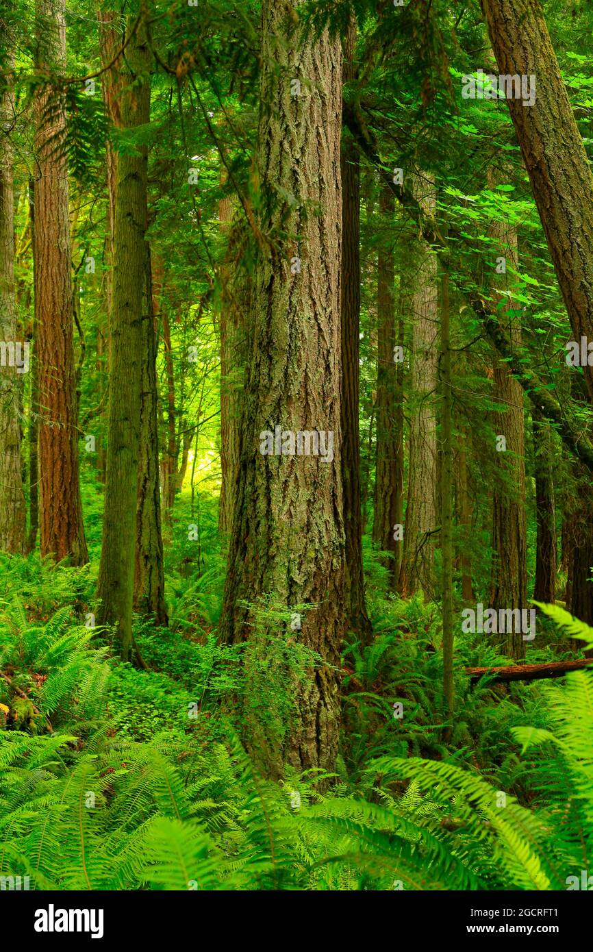 a exterior picture of an Pacific Northwest forest with Douglas fir ...