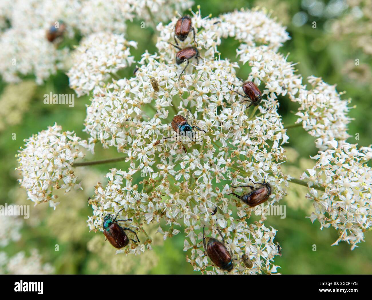 a collection of Garden Chafer beetles (Phyllopertha horticola) gather on Cow Parlsey (Anthriscus sylvestris) for procreation Stock Photo
