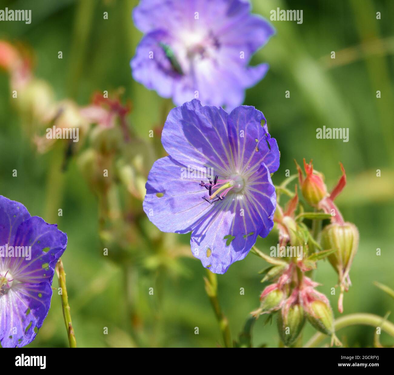 beautiful crane's bill (Geranium pratense) purple violet flower of the meadow Stock Photo