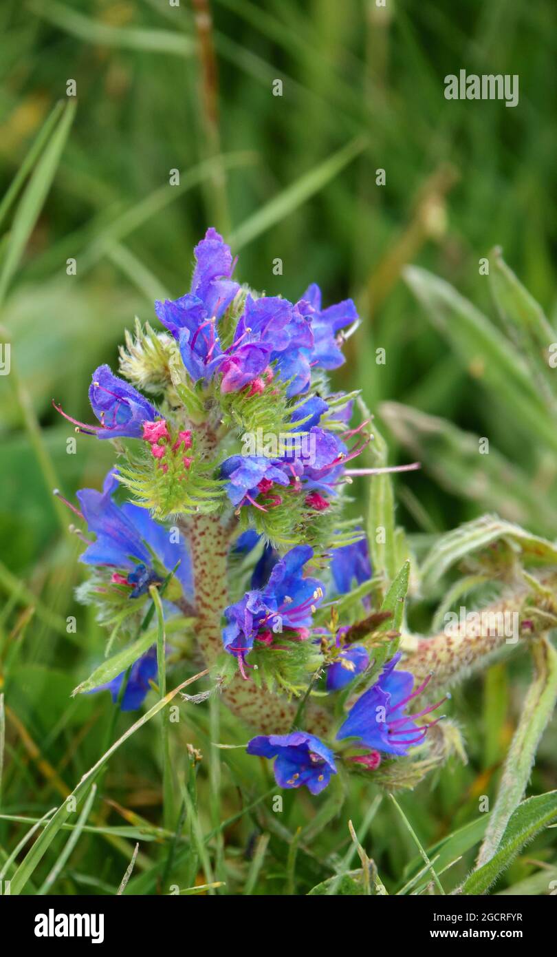 Vibrant blue Viper's-bugloss (Echium vulgare) also known as blueweed growing wild on Salisbury Plain grasslands in Wiltshire UK Stock Photo