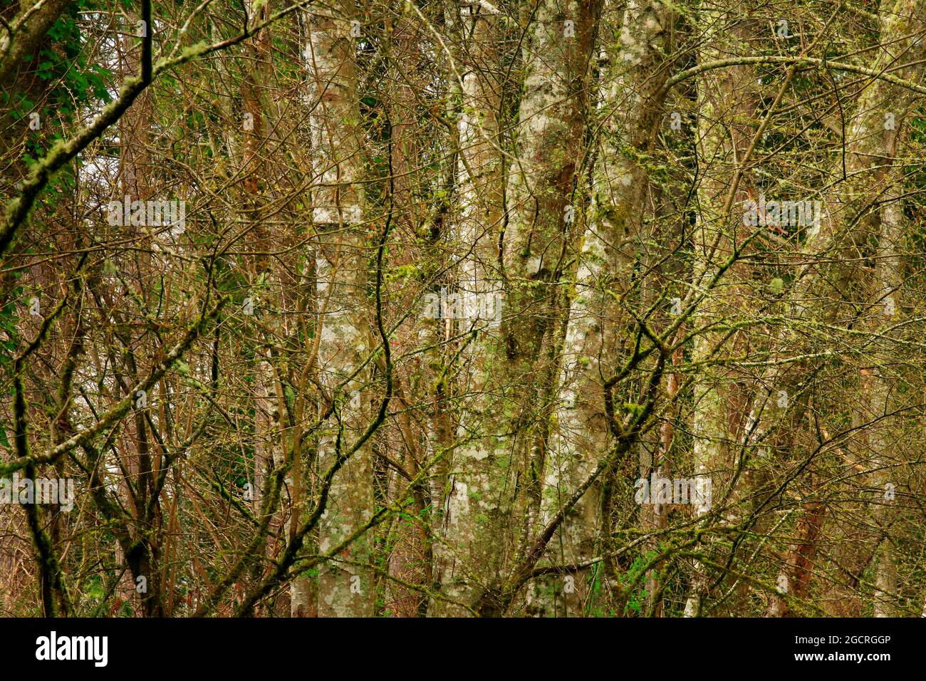 a exterior picture of an Pacific Northwest forest with Red alder trees Stock Photo
