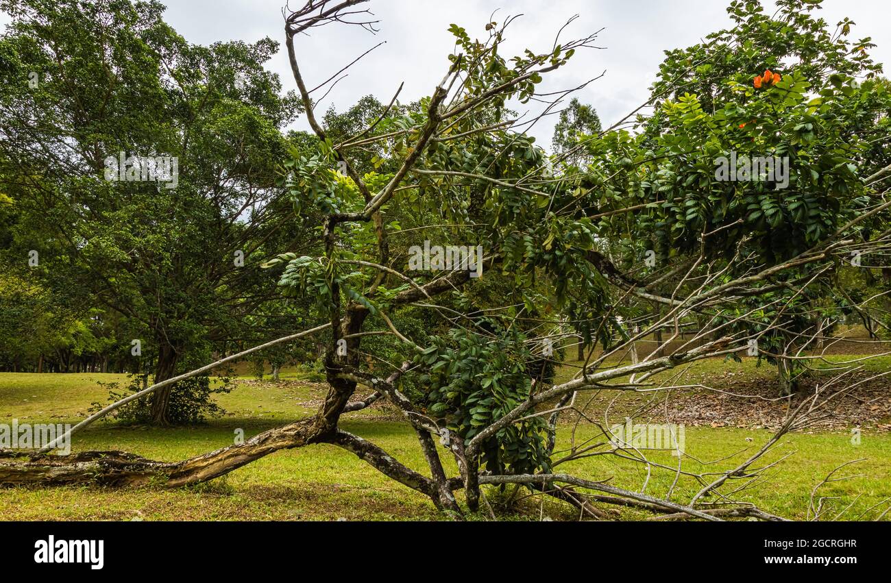 A fallen tree in a meadow in a park. The wind and the soil softened by rain caused the tropical tree to fall over. One last red flower on the partly b Stock Photo