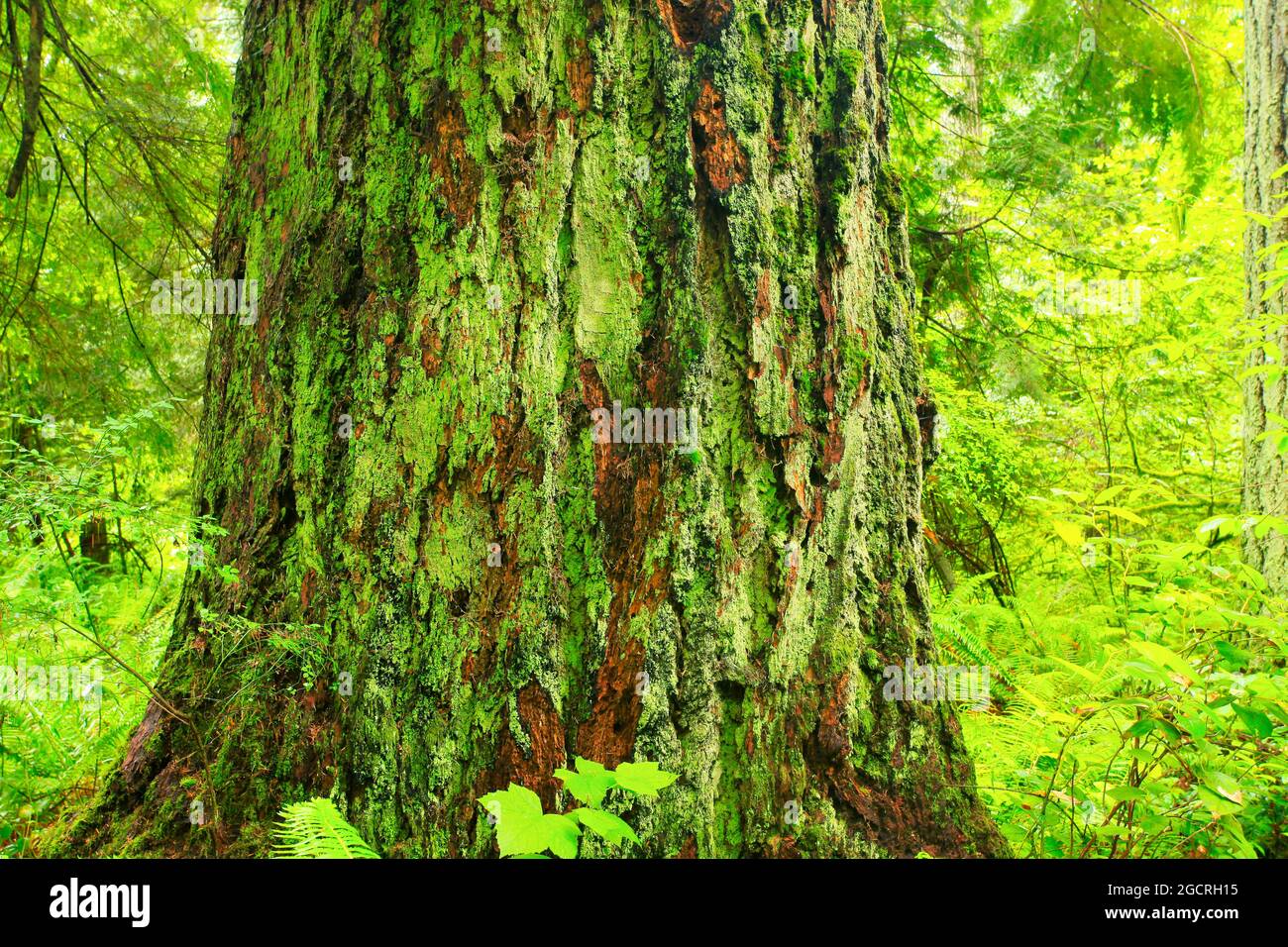 a exterior picture of an Pacific Northwest forest with Douglas fir ...