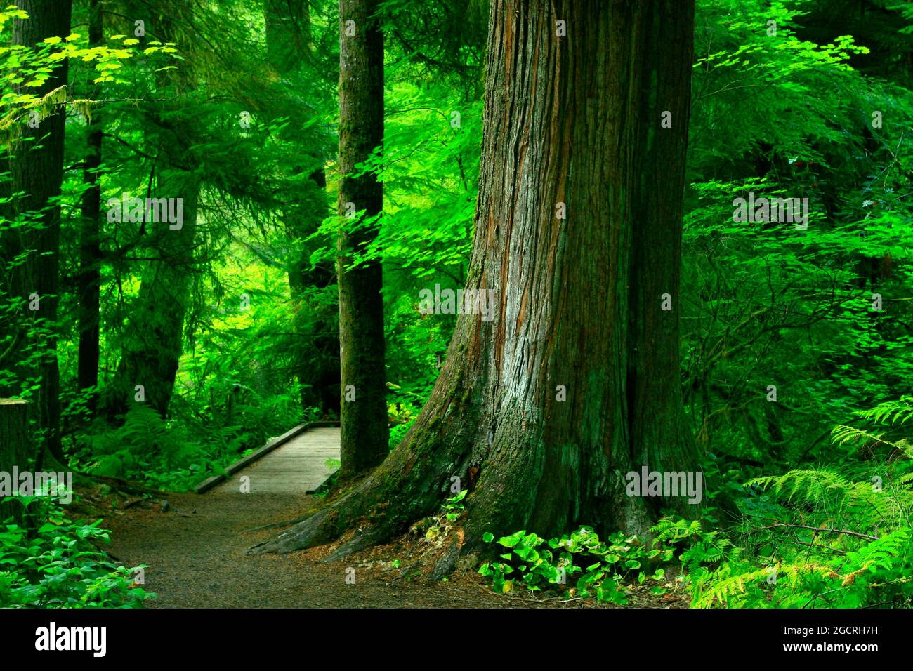 a exterior picture of an Pacific Northwest forest trail Stock Photo - Alamy