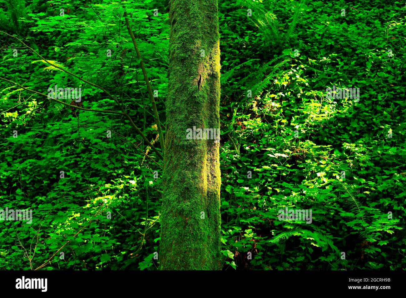 a exterior picture of an Pacific Northwest forest with Big leaf maple trees Stock Photo