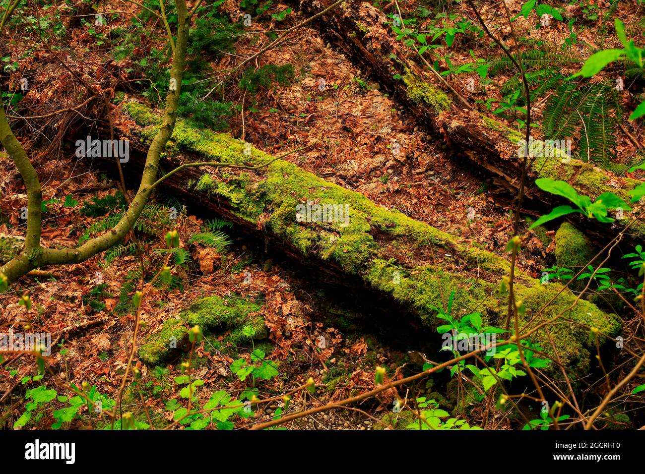 a exterior picture of an Pacific Northwest forest with Douglas fir trees Stock Photo