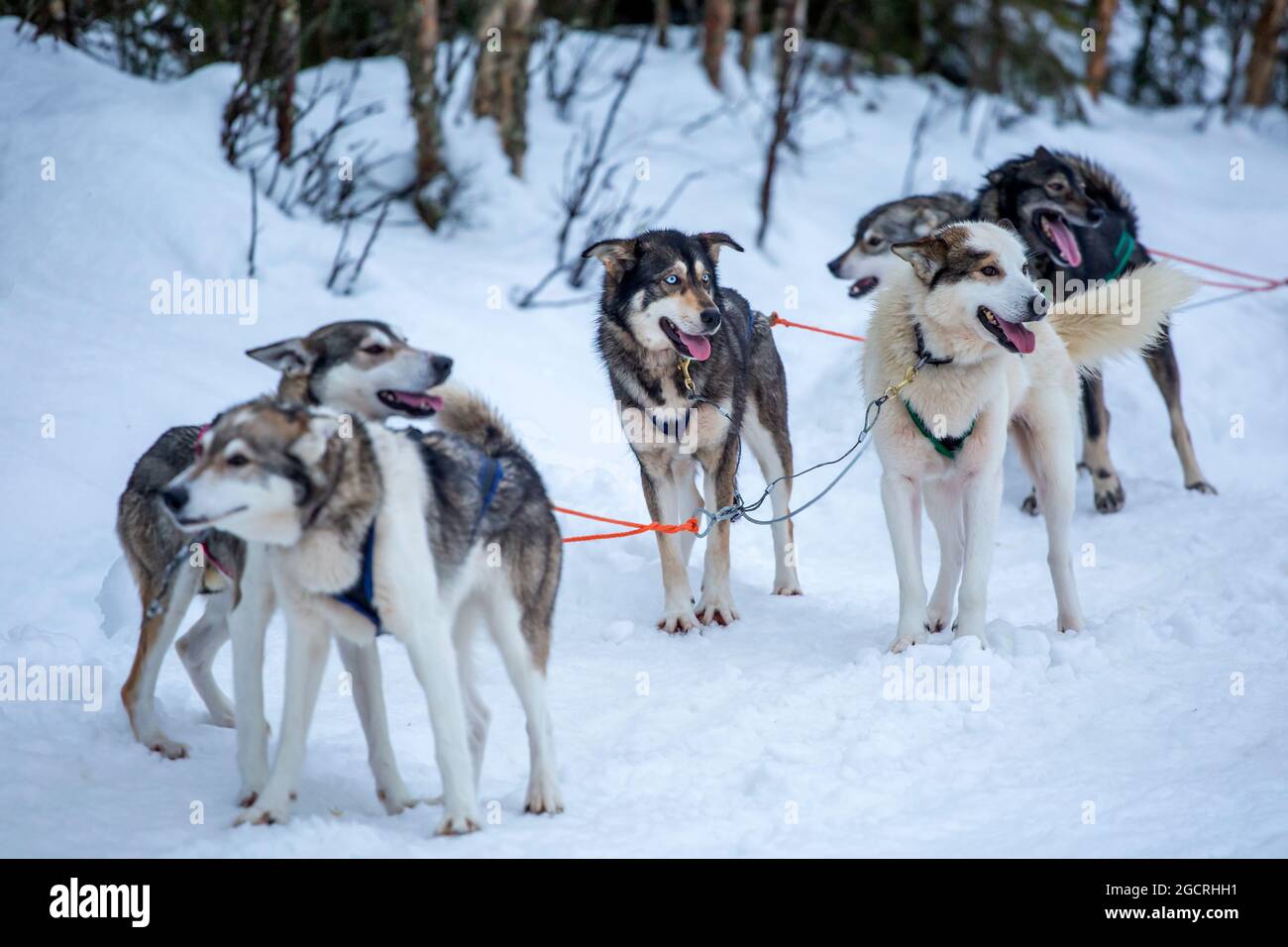 Happy and eager sled dog team waiting for the run on a cold winter day in Finnish Lapland Stock Photo