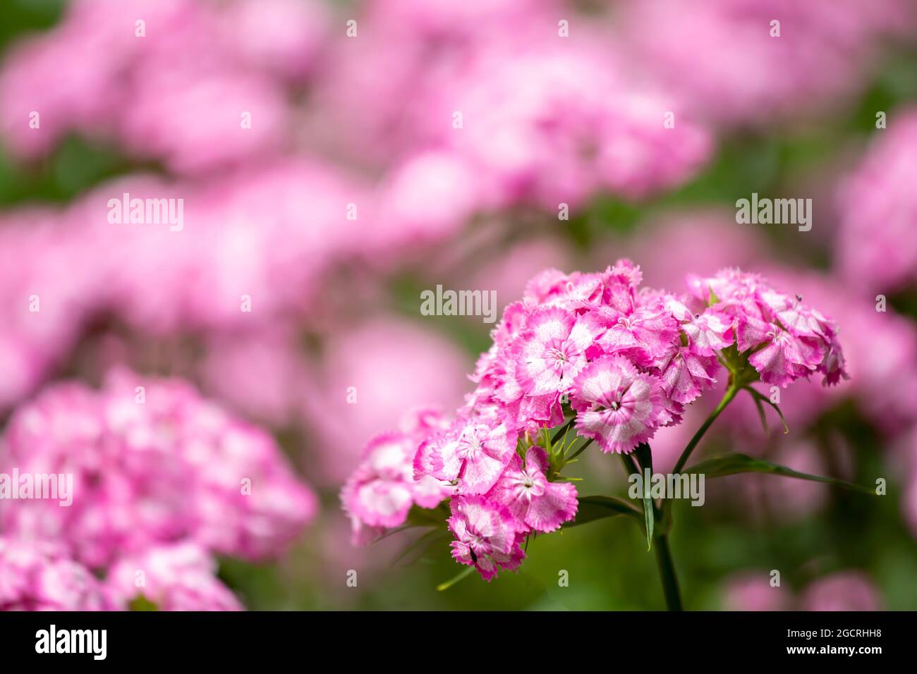 Summery pink and pretty garden flower, Sweet william (Dianthus barbatus) on pink background flowering in Estonian garden during late summer Stock Photo