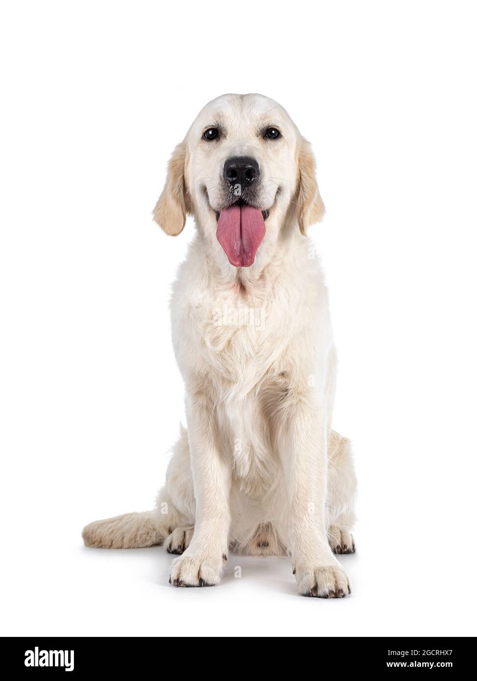 Front facing dog discount