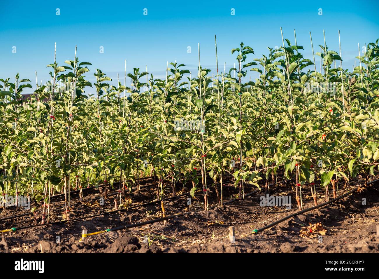 Apple tree seedlings in the nursery on drip irrigation Stock Photo Alamy
