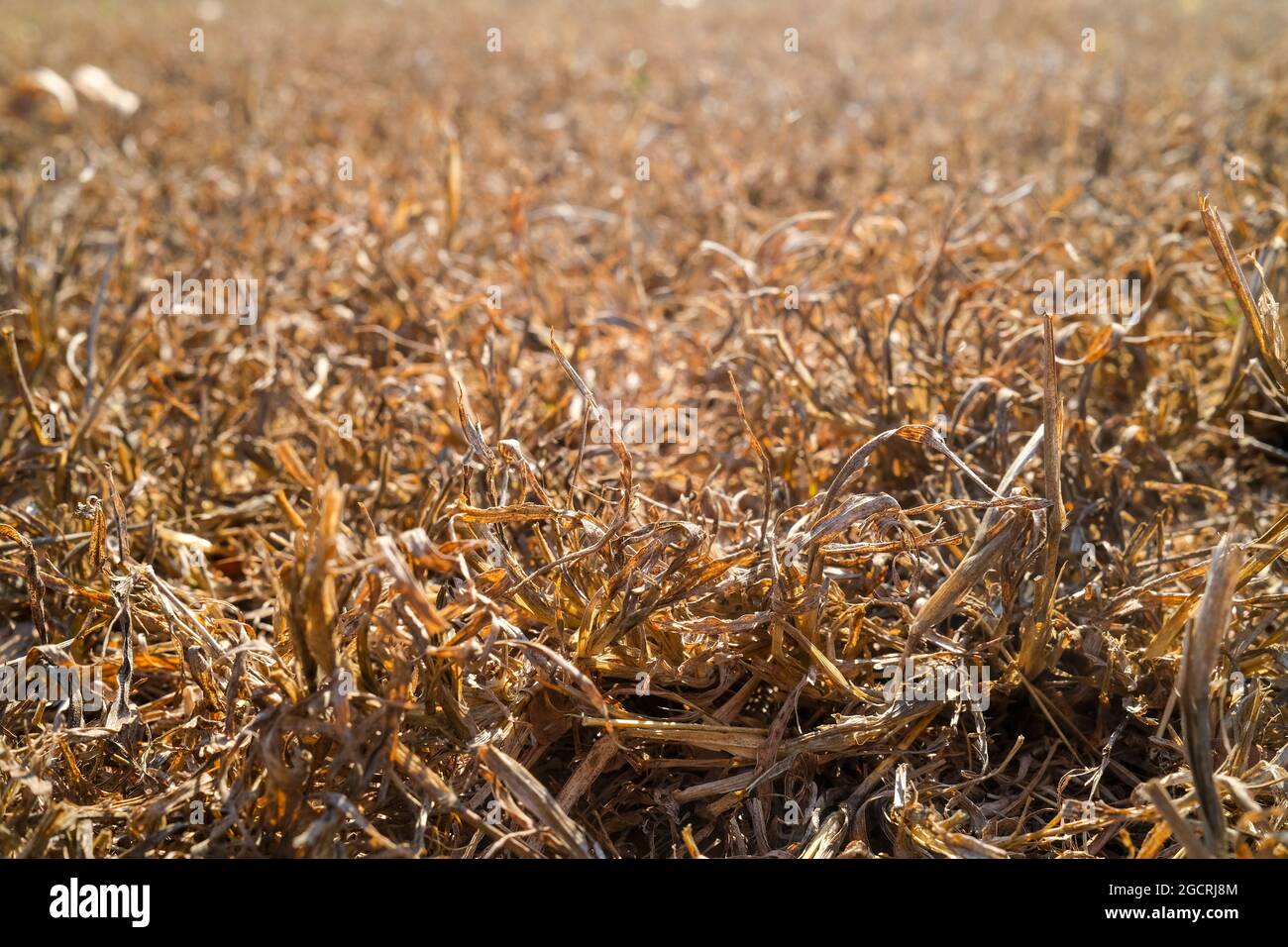 Dried grass dried lawn draught, drought concept Stock Photo Alamy