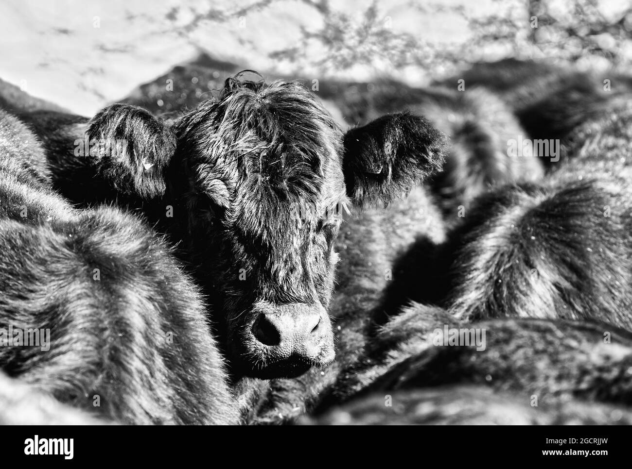 Cattle in pen Stock Photo Alamy