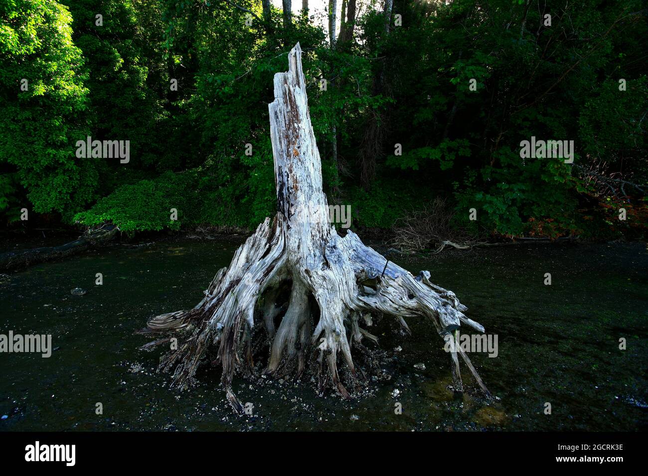 a exterior picture of an Pacific Northwest forest with Douglas fir ...