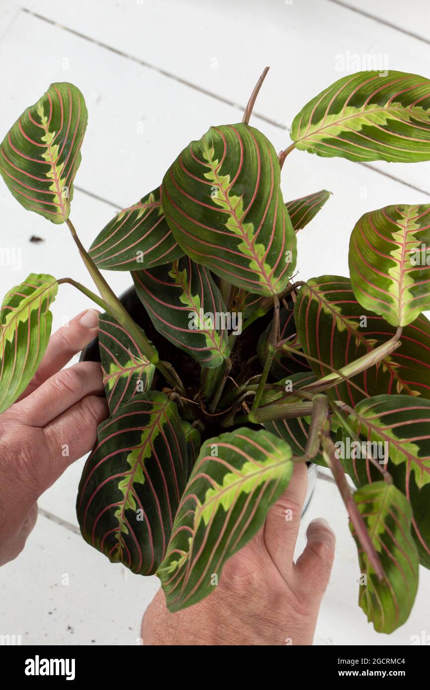 ruby rubber tree plant Ruby Rubber Plant main image 1