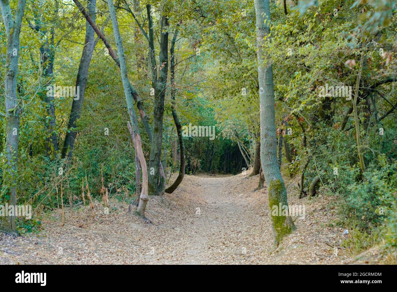 Gravel road for outdoor sports crossing the woods on an early autumn forest Stock Photo