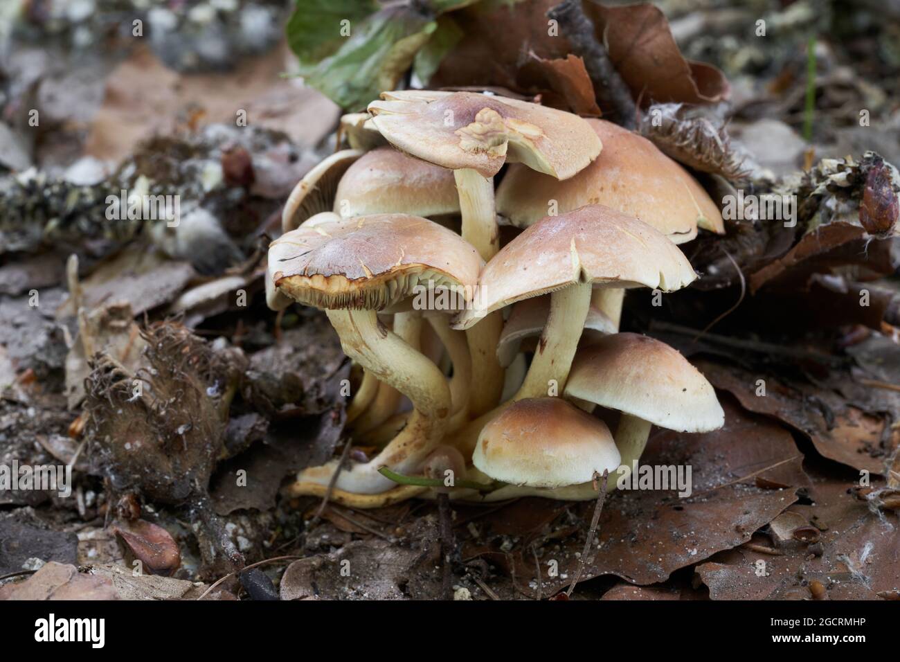 Poisonous mushroom Hypholoma fasciculare in beech forest. Known as sulphur tuft or clustered woodlover. Cluster of wild mushrooms in the leaves. Stock Photo