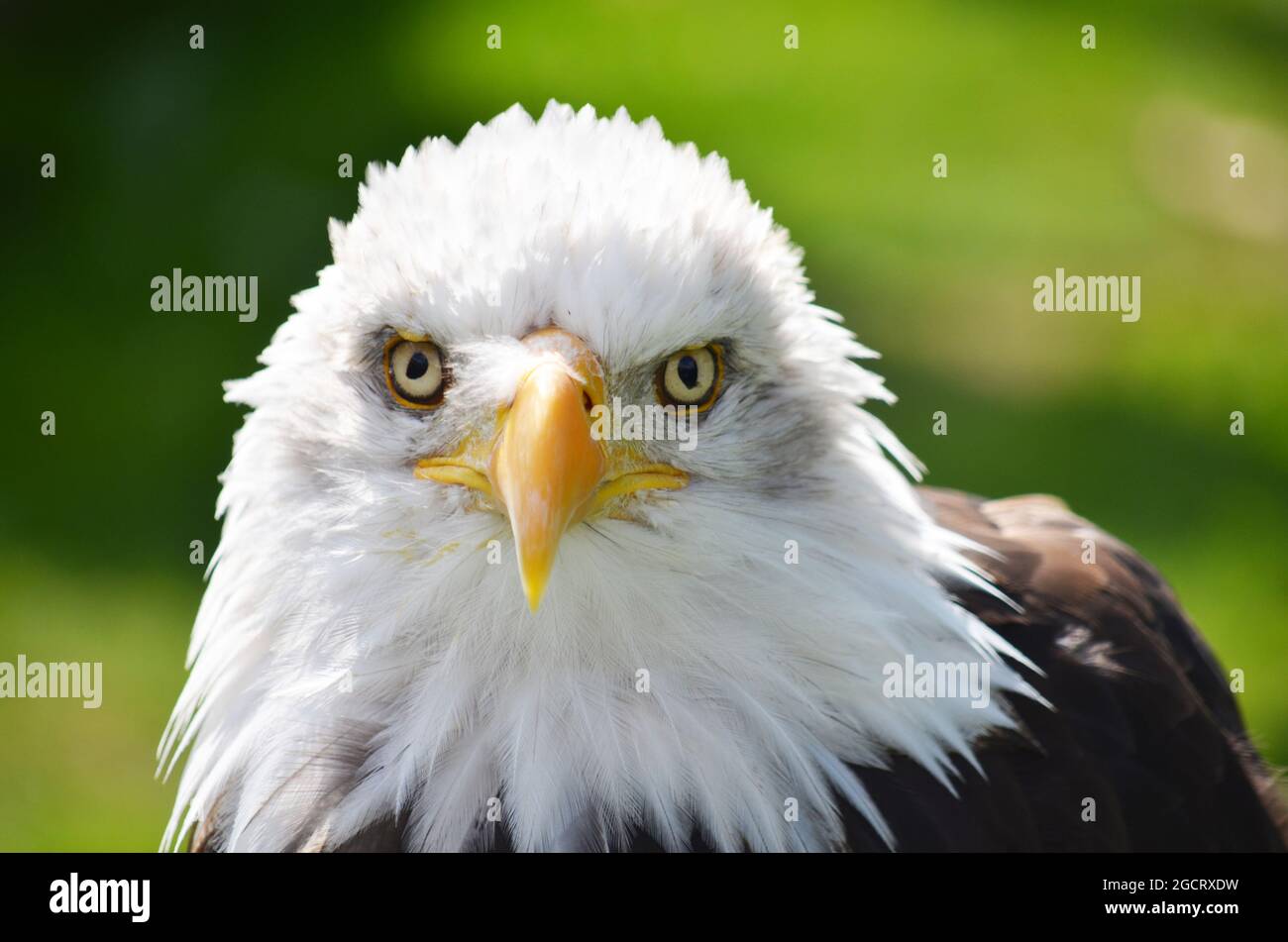 Bald Eagle (Haliaeetus leucocephalus Stock Photo - Alamy