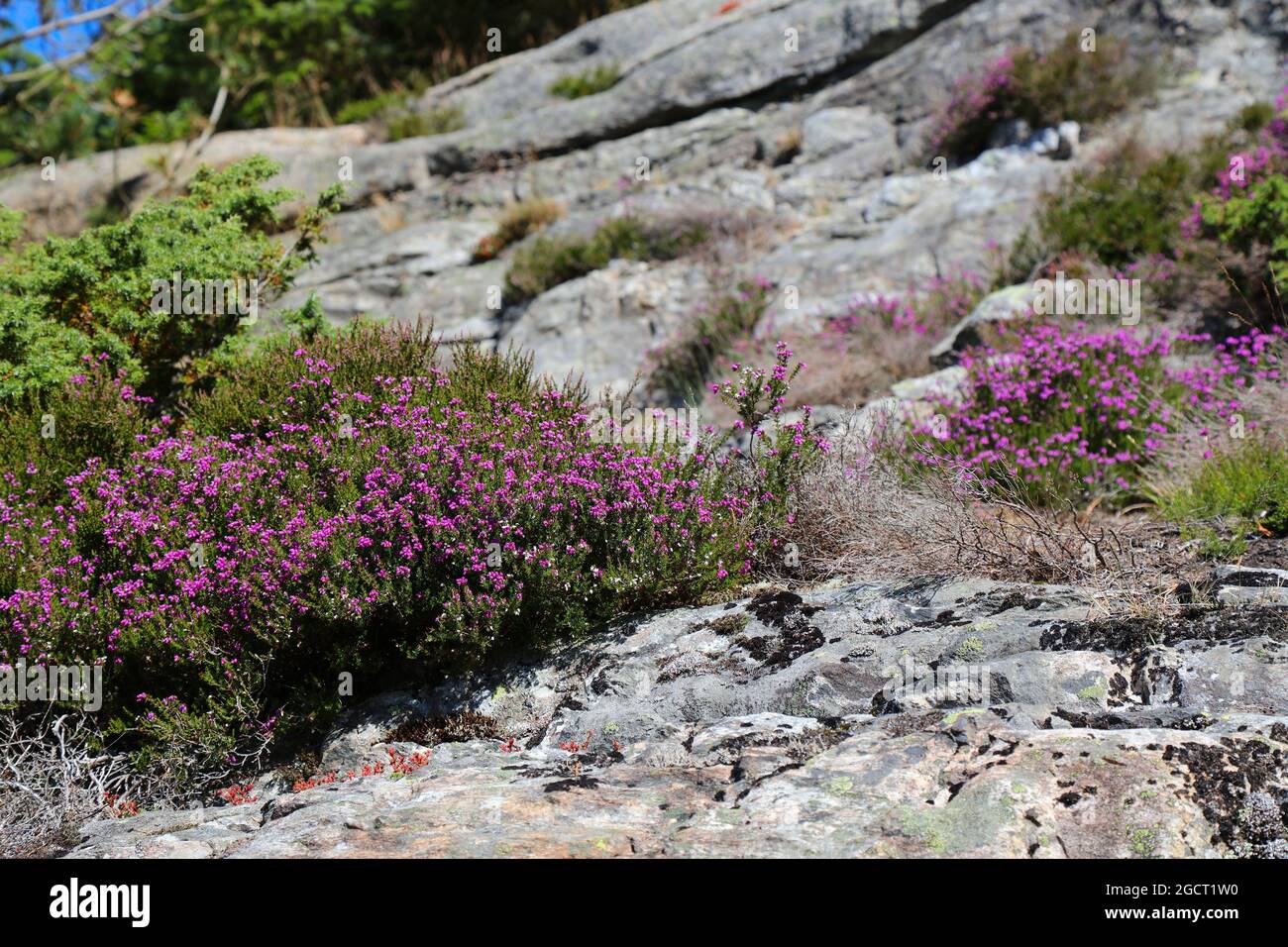Norway nature. Heather plant (also known as ling, Calluna vulgaris in Latin). Cold-hardy plant species in Scandinavia. Stock Photo