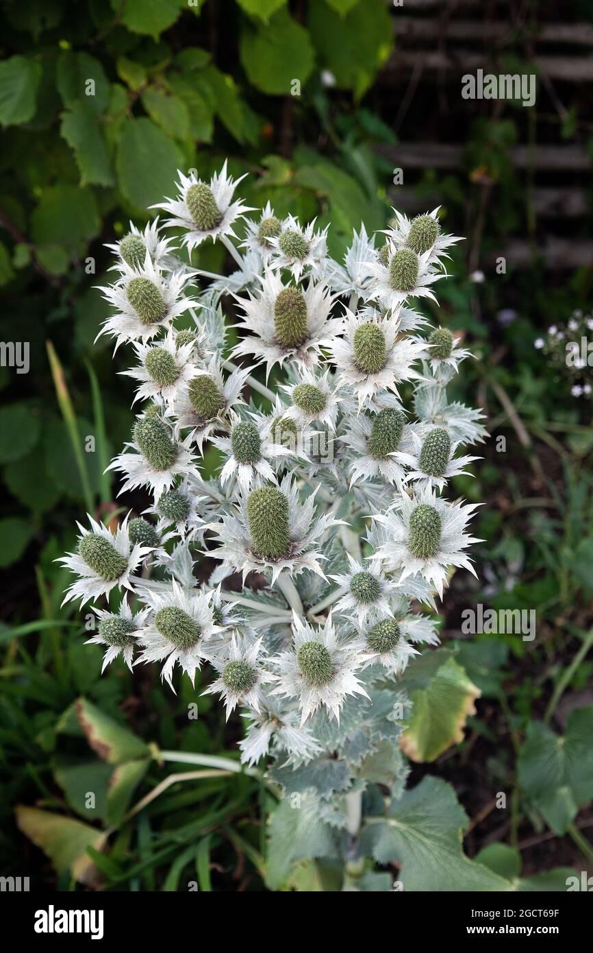 Giant Sea Holly, Eryngium giganteum "Silver Ghost", Apiaceae. Caucasus