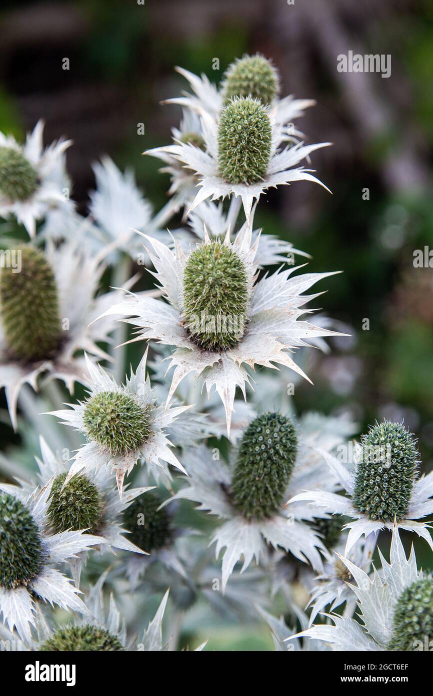 Giant Sea Holly, Eryngium giganteum "Silver Ghost", Apiaceae. Caucasus