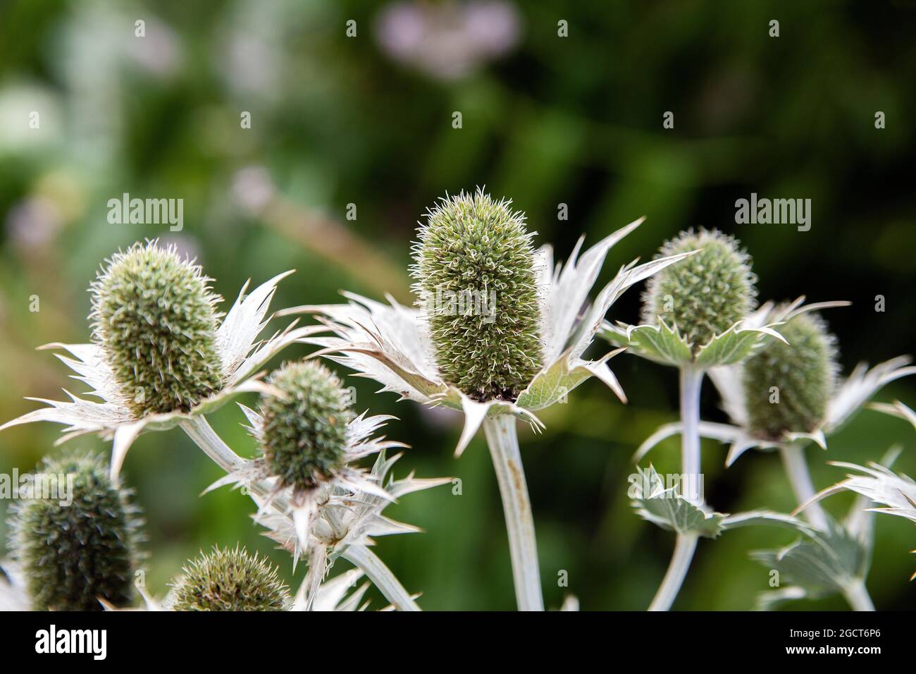 Giant Sea Holly, Eryngium giganteum "Silver Ghost", Apiaceae. Caucasus