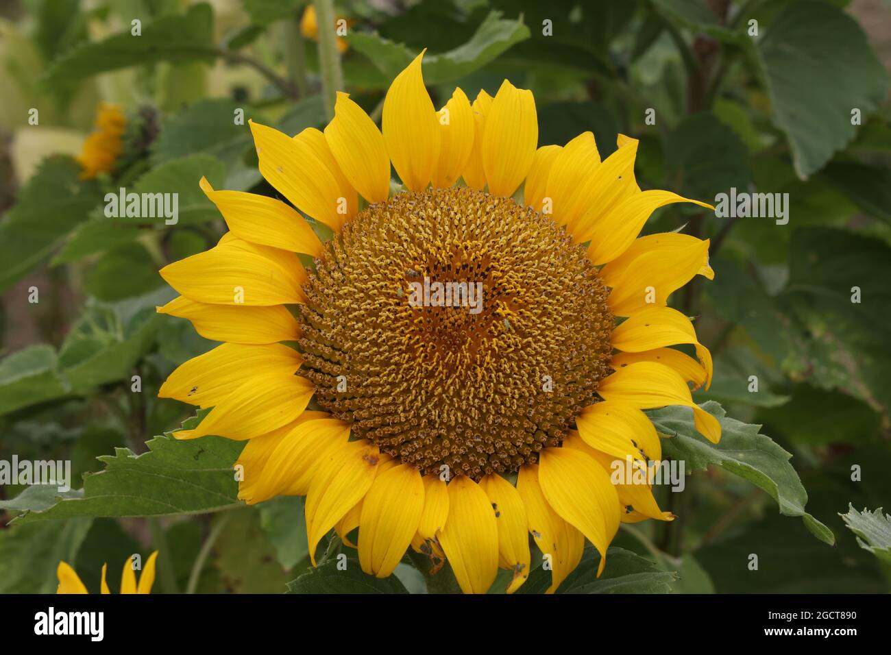 Yellow sunflower in a field on a green background Stock Photo - Alamy