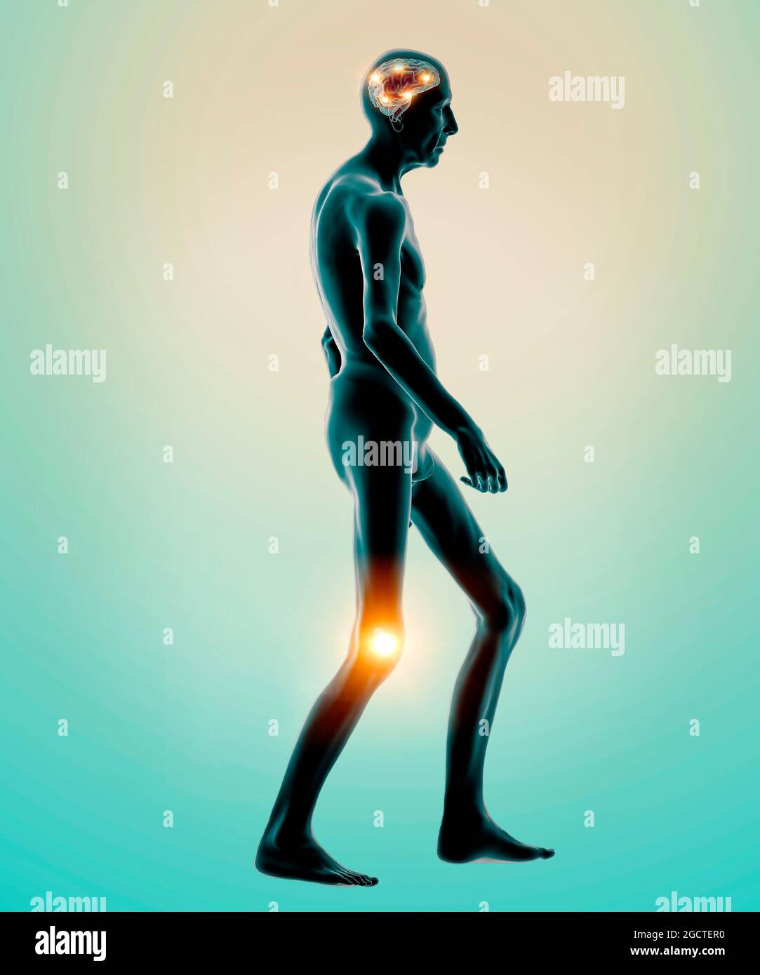 Motor functions. Knee pain. How the brain controls the movements of the human body. Side view of an elderly person. Brain and functions. Walking Stock Photo
