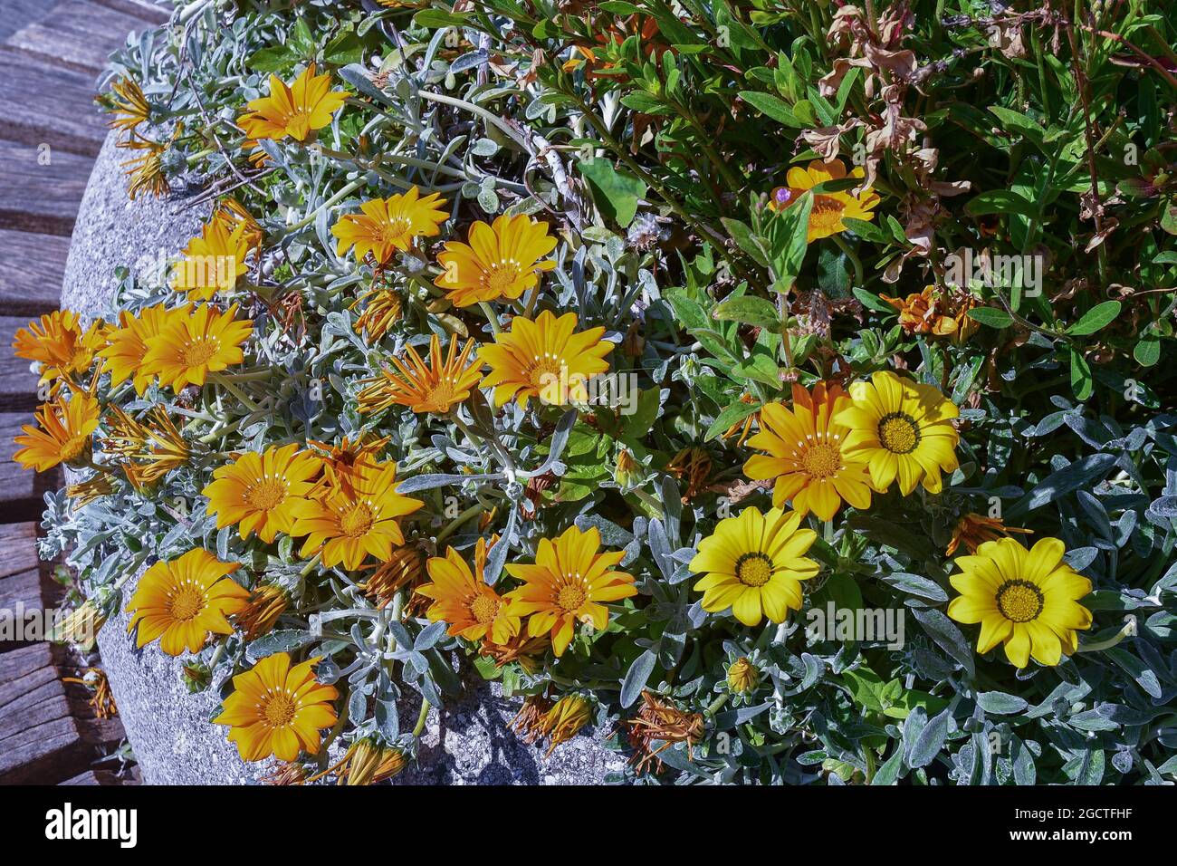 Close-up of a blooming plant of Gazania with daisy-like composite flowerheads in brilliant shades of yellow and orange, Genoa, Liguria, Italy Stock Photo