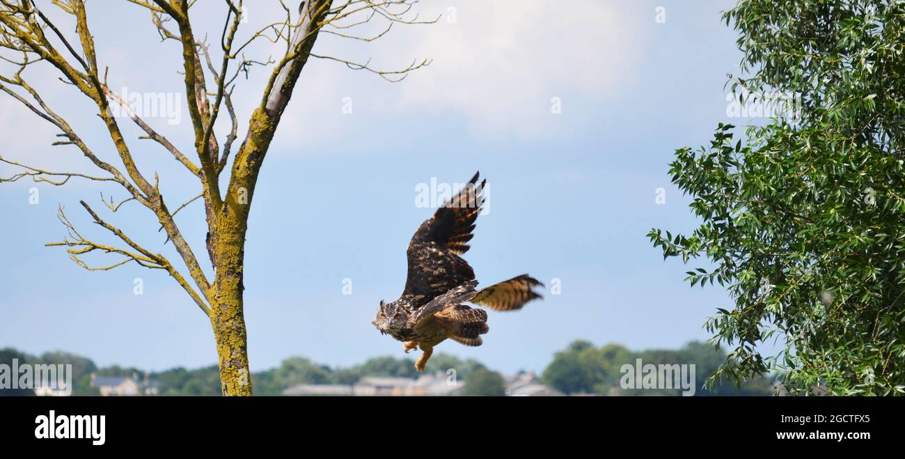 Siberian Eagle Owl (Bubo bubo yenisseensis) Stock Photo