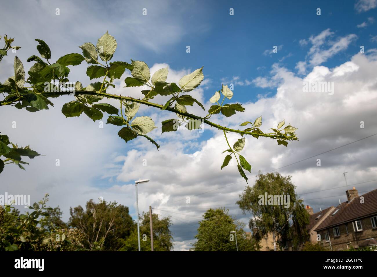 A blackberry bramble cane stretches out across the summer sky.  Cambridge, UK Stock Photo