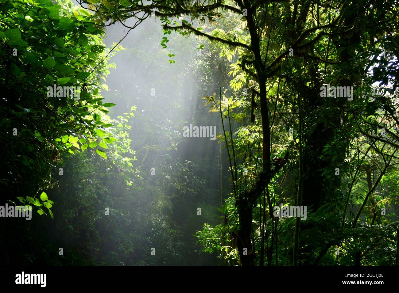 Sunlight breaking through the Cloud Forest Reserve of Monteverde, Costa Rica Stock Photo