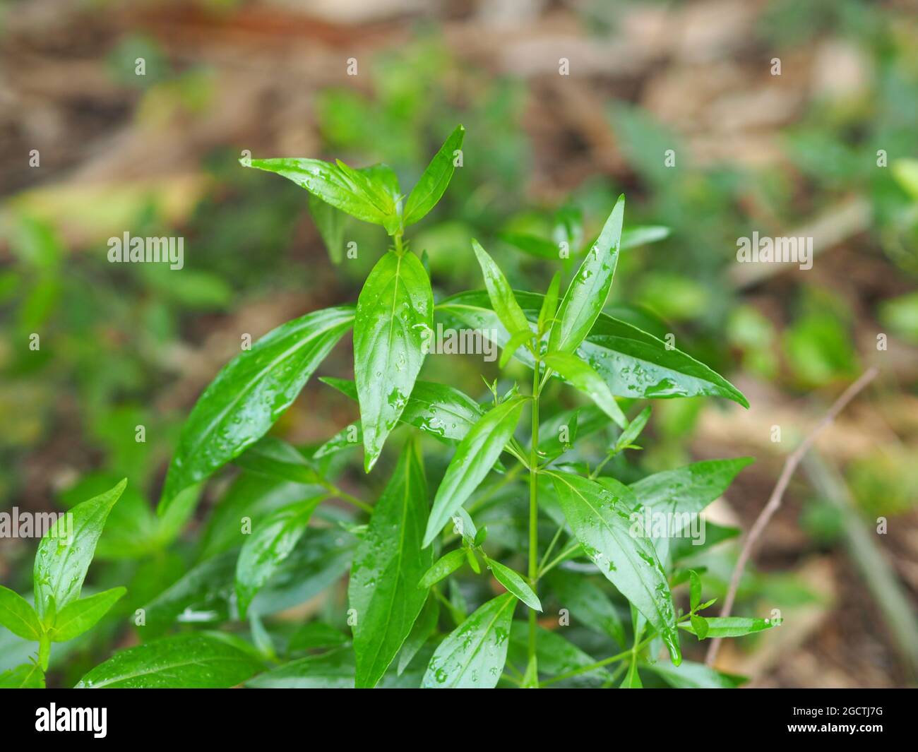 King of bitters scientific name Andrographis paniculata Burm, Wall. Ex Nees, Fah Talai jhon, Thai herbs relieve sore throat, reduce fever, heat up the Stock Photo