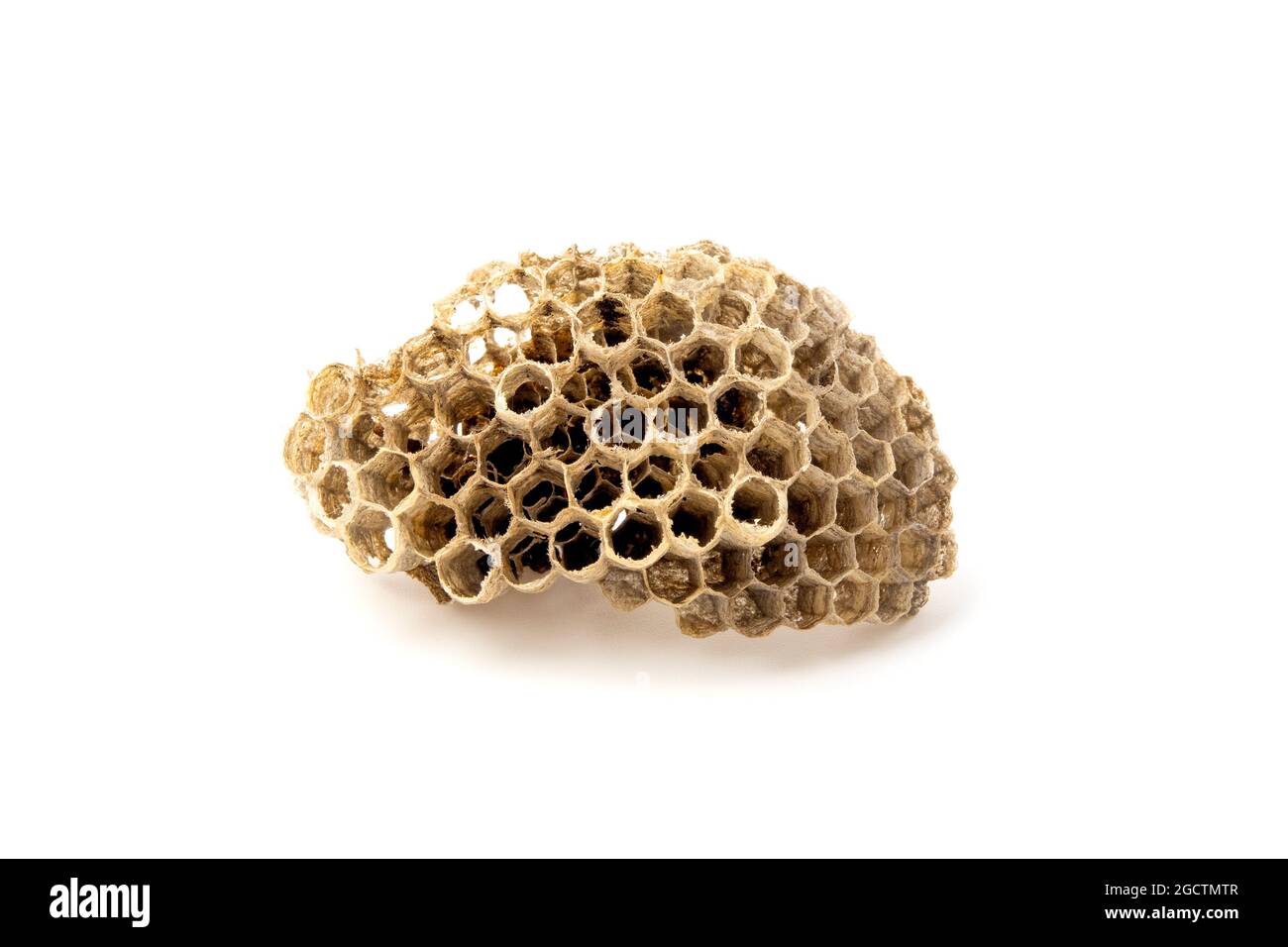 Section of a paper wasp nest on a white background Stock Photo