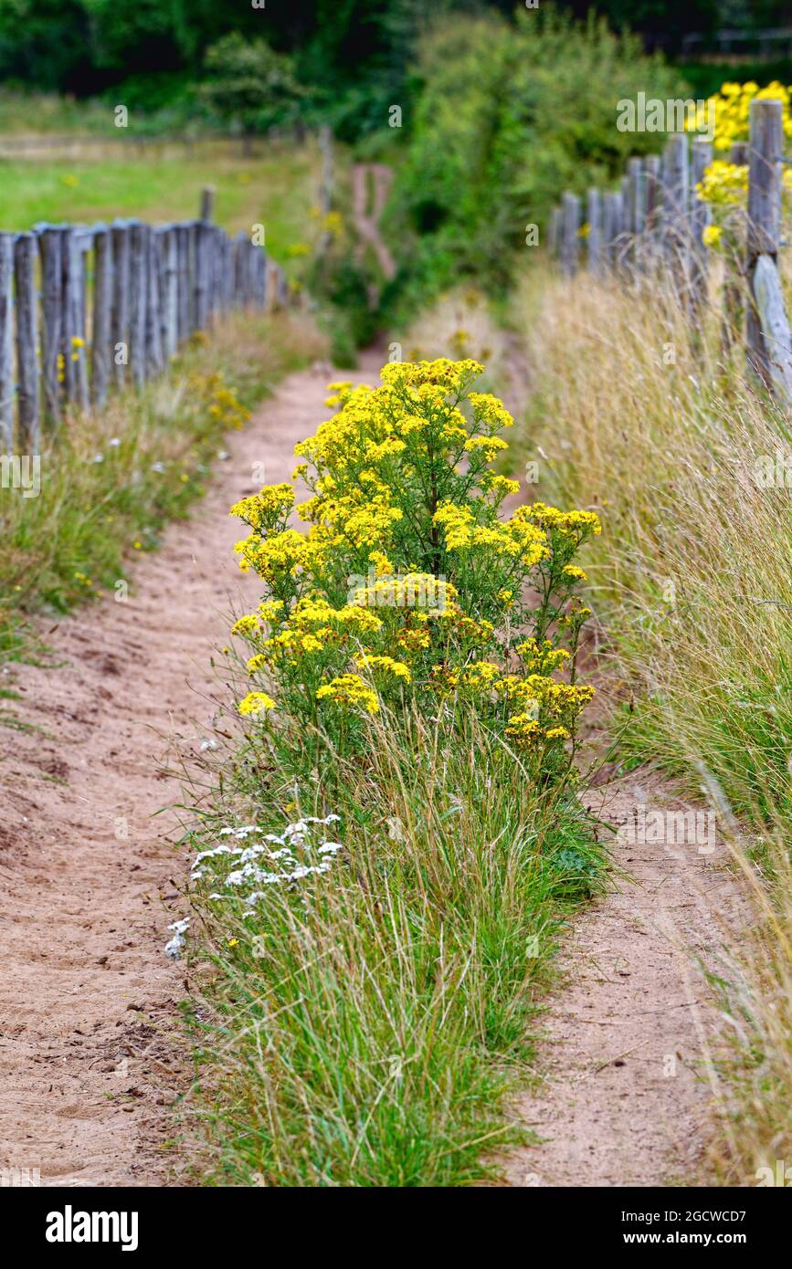 Ragwort, Senecio jacobaea a wild flower plant growing in the English countryside Stock Photo