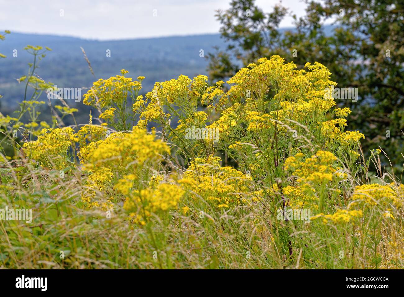 Ragwort, Senecio jacobaea a wild flower plant growing in the English ...