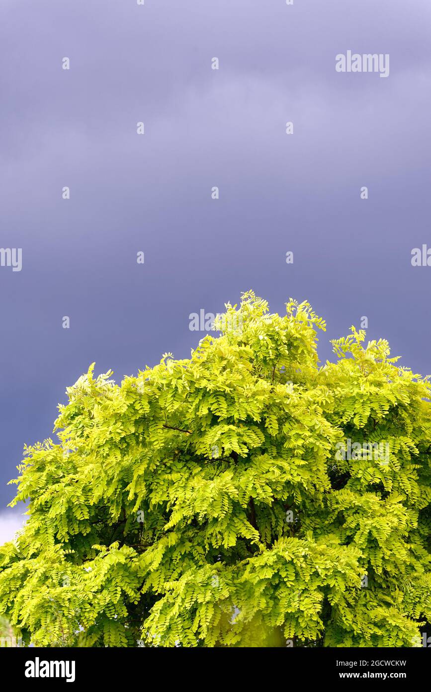 A Robinia tree, false acacia in full leaf against a dark blue grey stormy sky Stock Photo