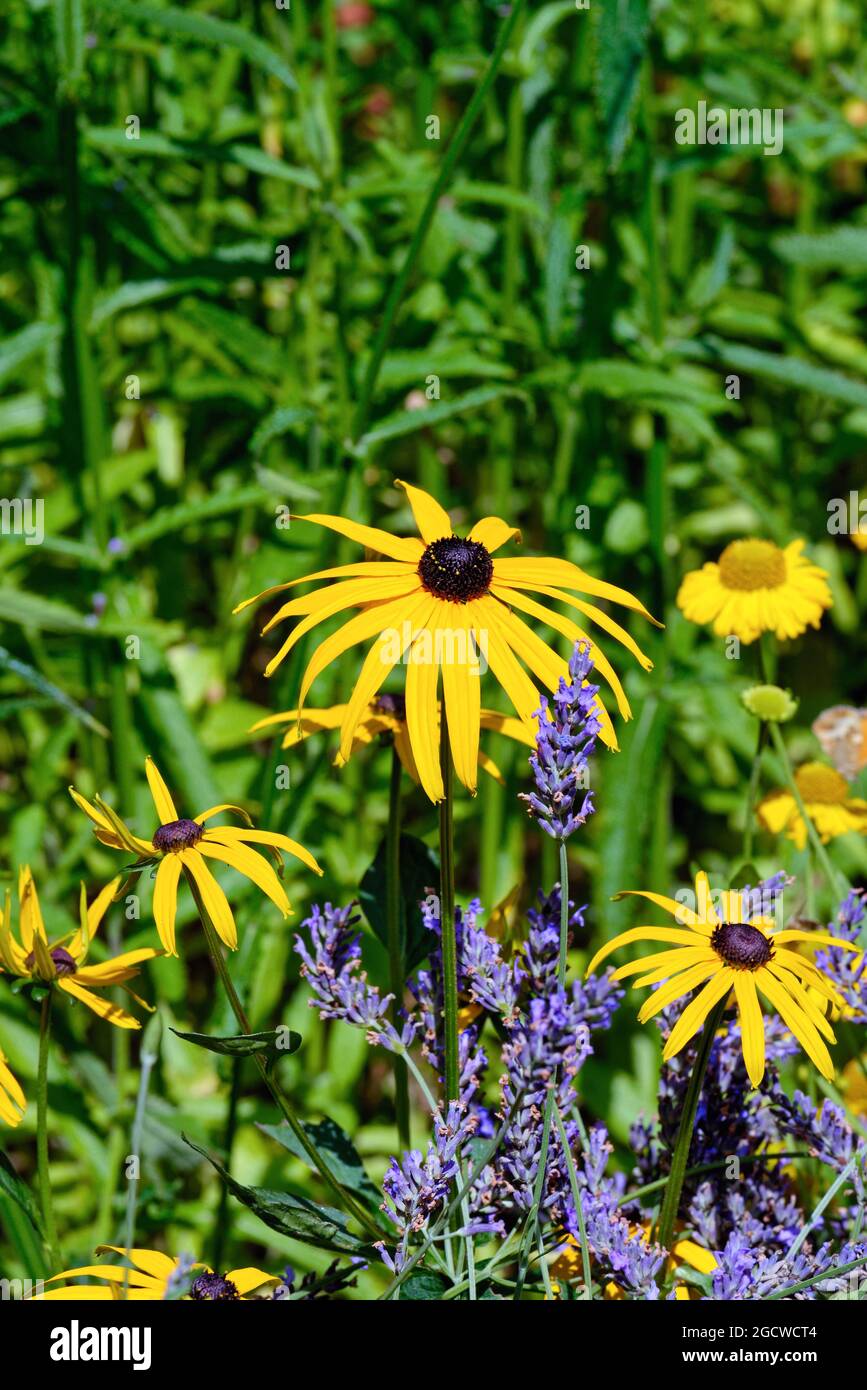 Close up of the yellow flower of Rudbeckia Goldsturm in a British garden flowerbed Stock Photo