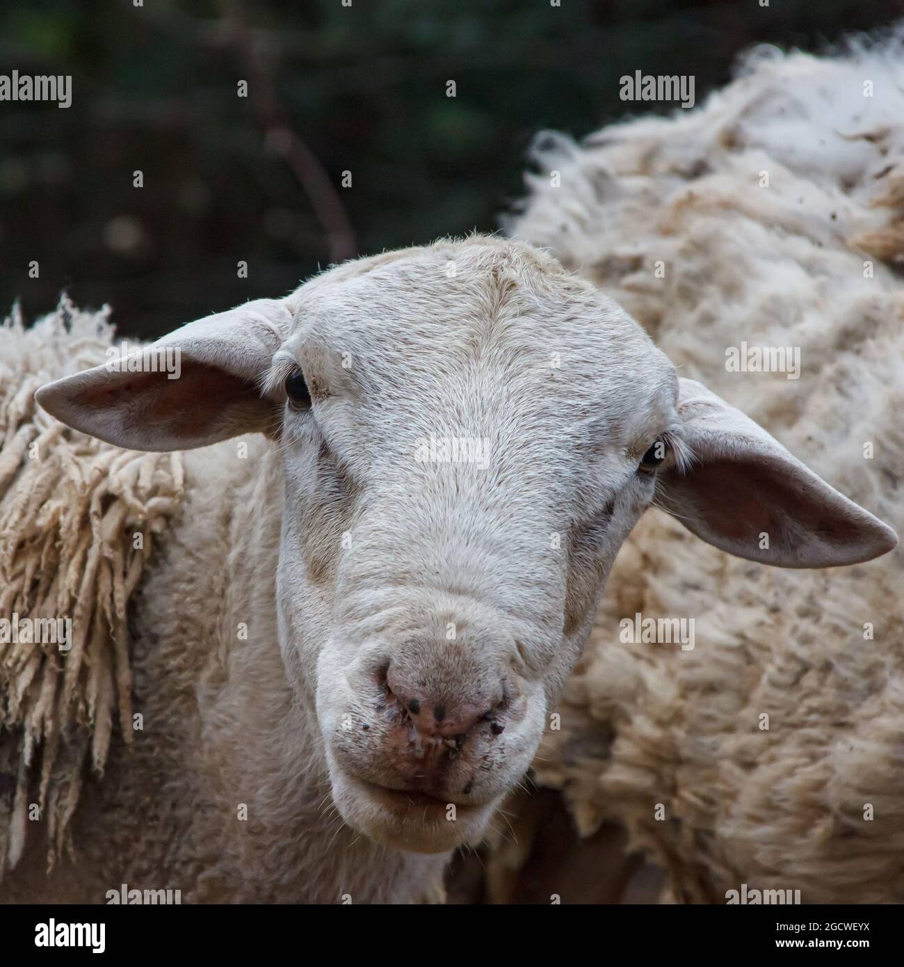 a close up dorper sheep portrait Stock Photo