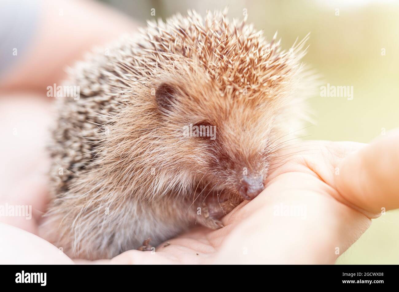 a man's hand holds a cute little wild prickly hedgehog. rescue and care of animals, environment protection. rustic and nature concept. flare Stock Photo