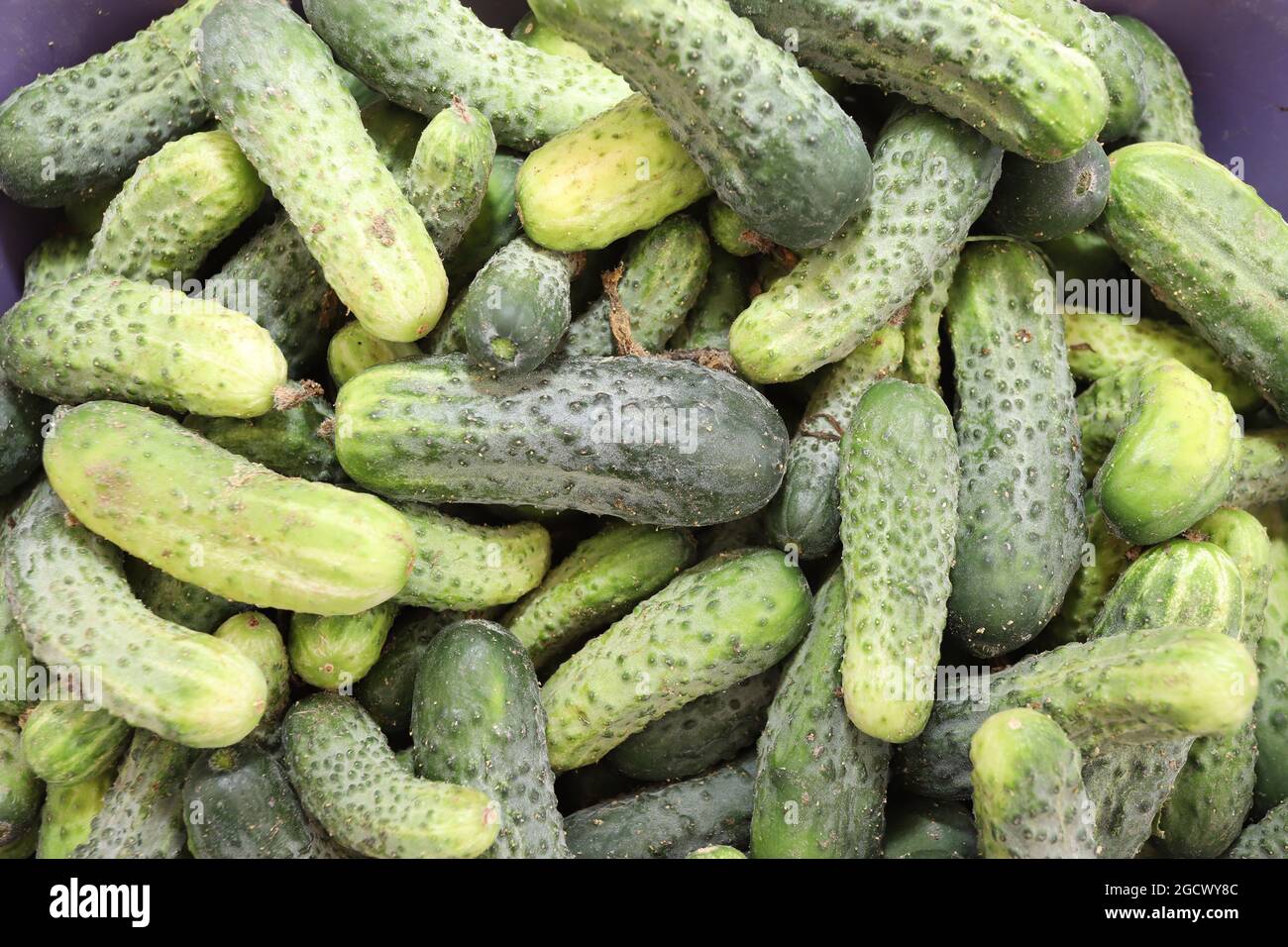 Fresh gherkins for pickles Stock Photo