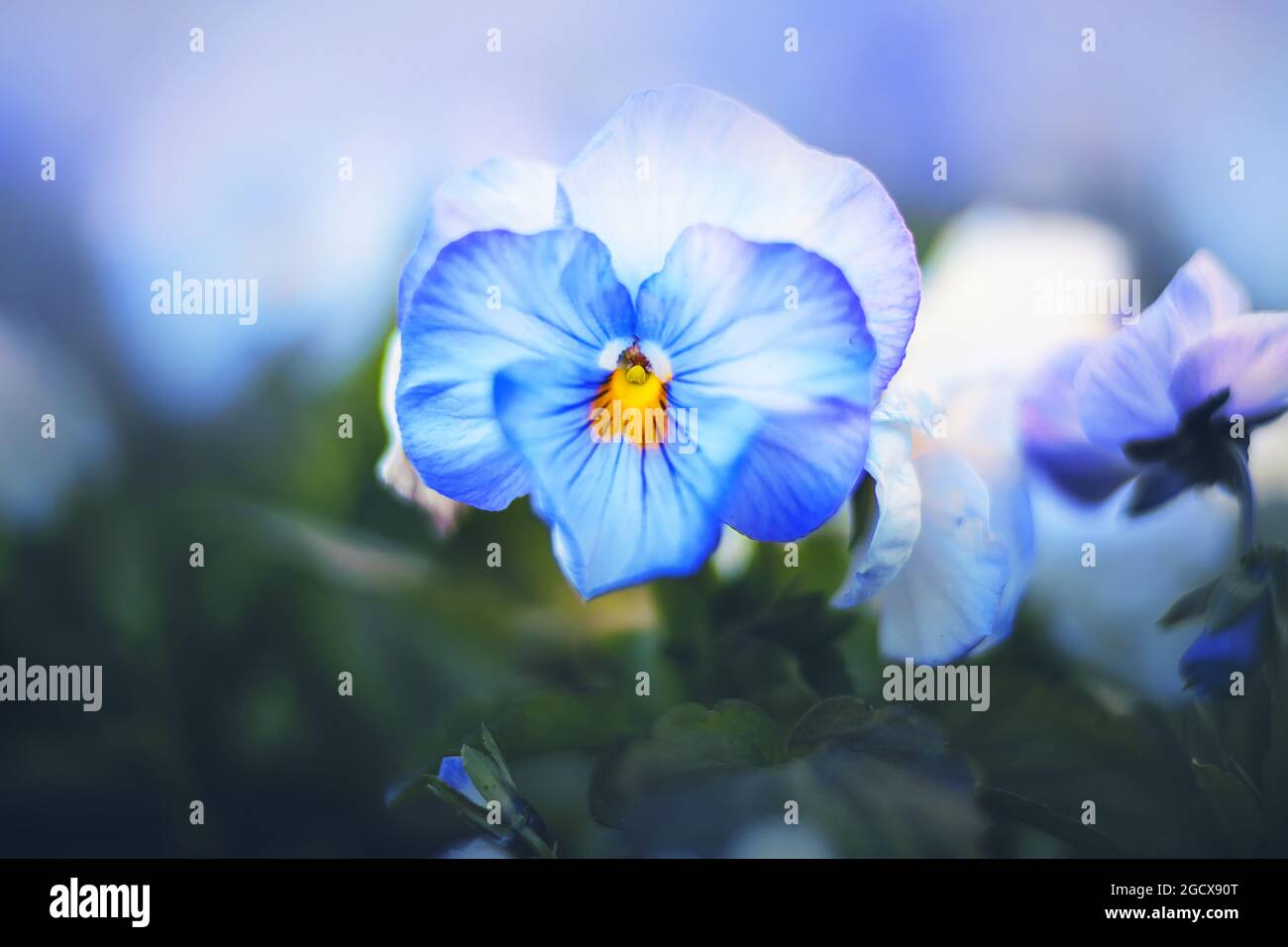 Beautiful fragrant flowers of blue pansies with delicate petals bloom on a flower bed among dark leaves on a clear summer day. Nature in spring. Stock Photo