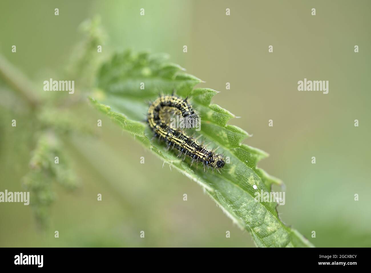 Macro Image of a Small Tortoiseshell Caterpillar (Aglais urticae) on a Nettle Leaf in Natural Sunlight in July in England, UK Stock Photo