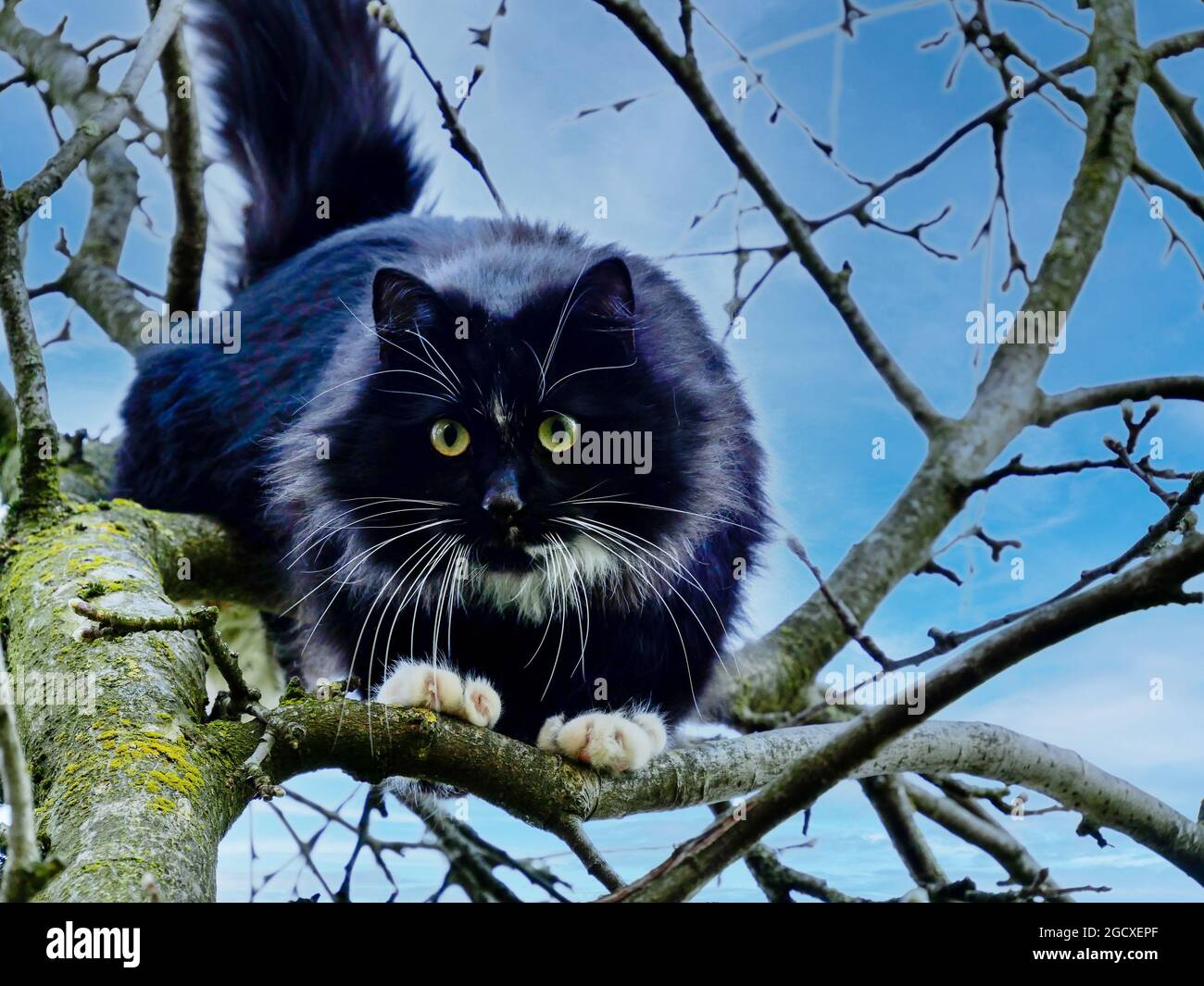 Black cat with white paws hires stock photography and images Alamy