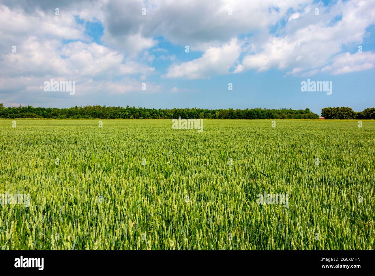 Field of barley crop growing on an arable farm. Stock Photo